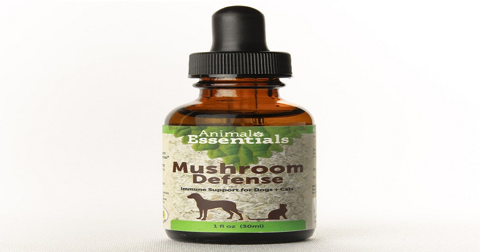 Health Benefits of Reishi Mushrooms for Dogs Animal Essentials Inc