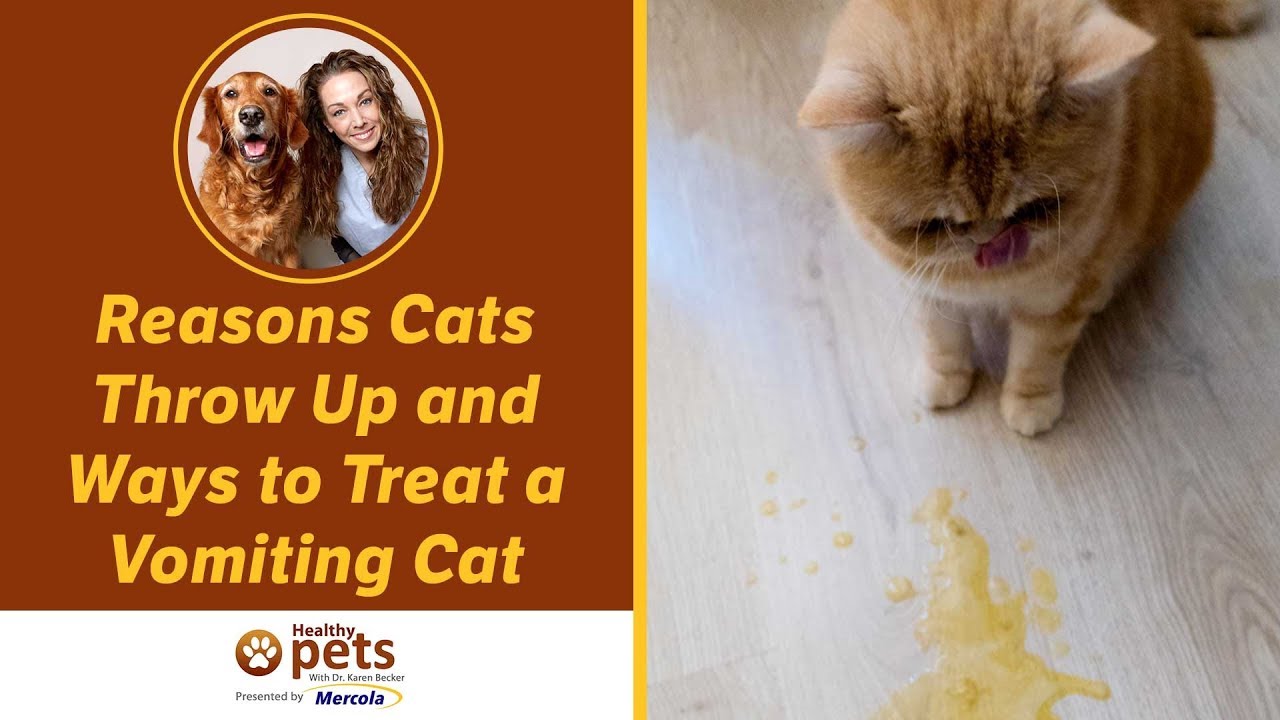 My cat vomits and eats reasons and what to do Animal Expert