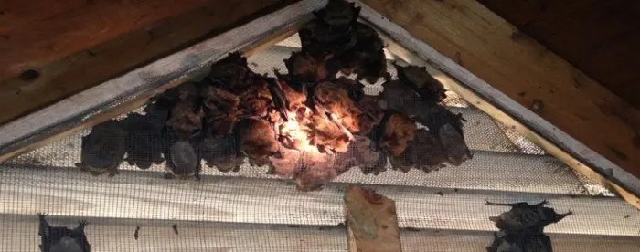 Bat Removal & Control Southern Wildlife Management