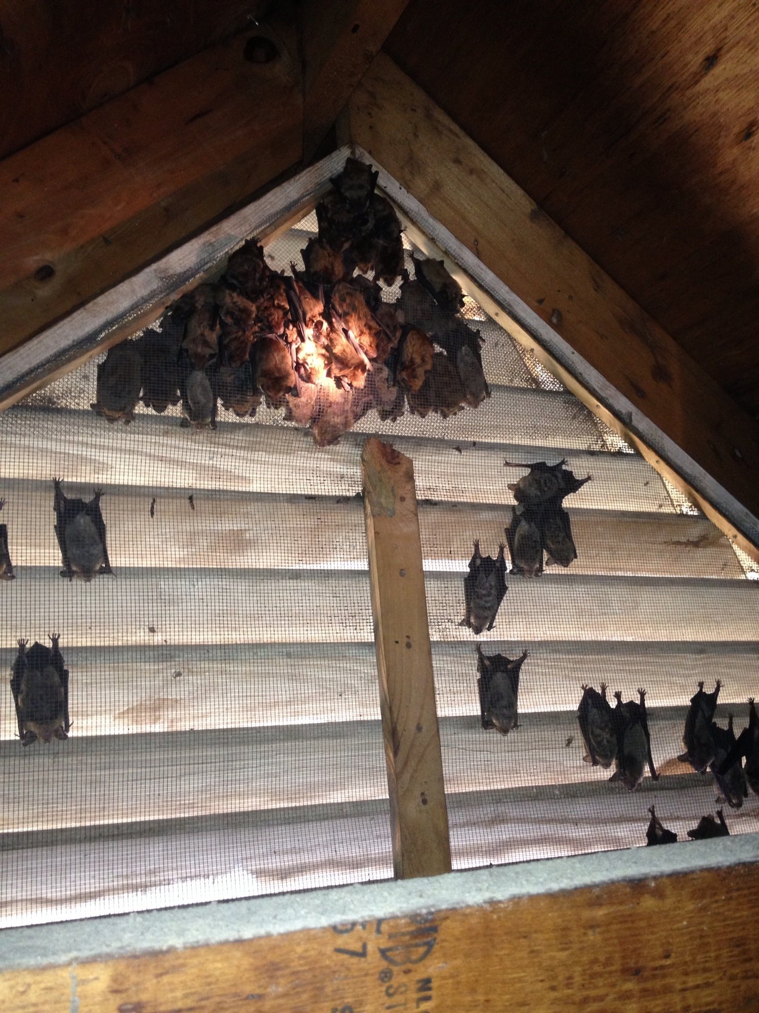 Affordable Licensed Bat Removal Humane Bat Control