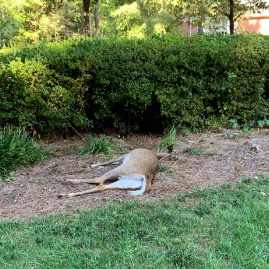 Cheap Dead Animal Removal Dead Deer Pickup services