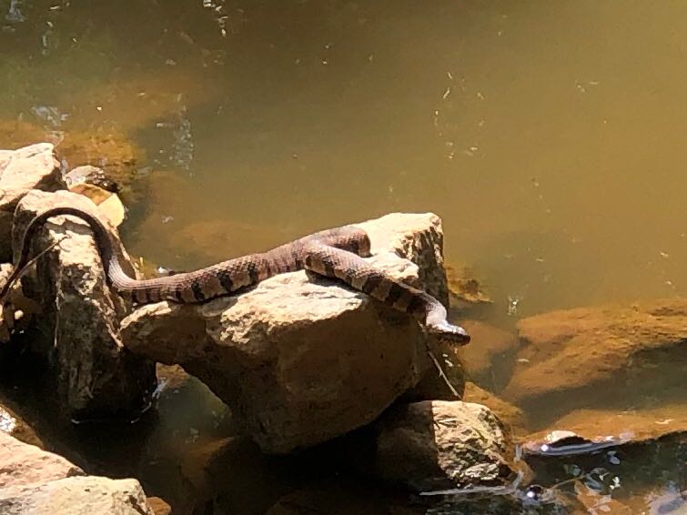 Jasper Wildlife Control Jasper Pest Control Services