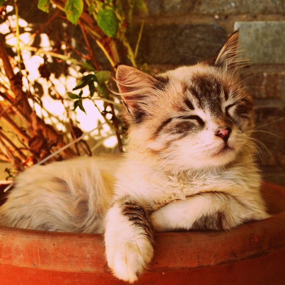 Pet In Rocklin, CA 95677 Animal Eye Center