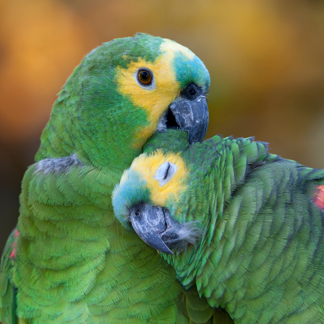 Matthews, NC 28105 Veterinarian Animal Eye Clinic