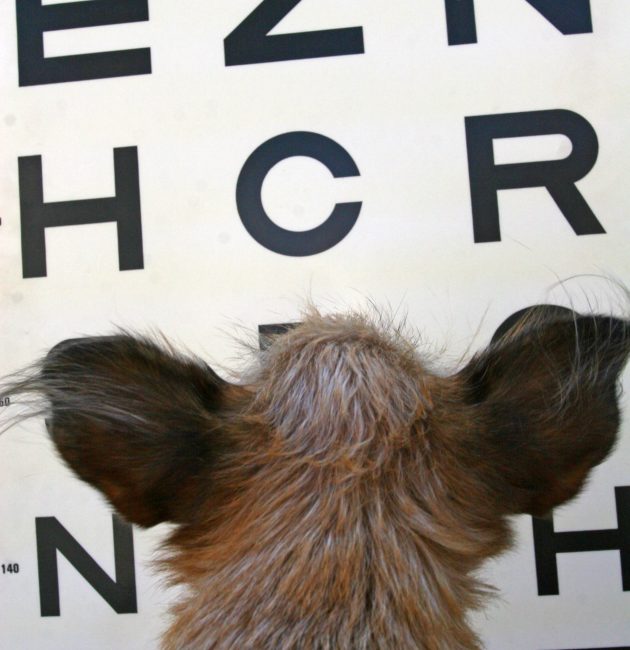 Home Animal Eye Doctors