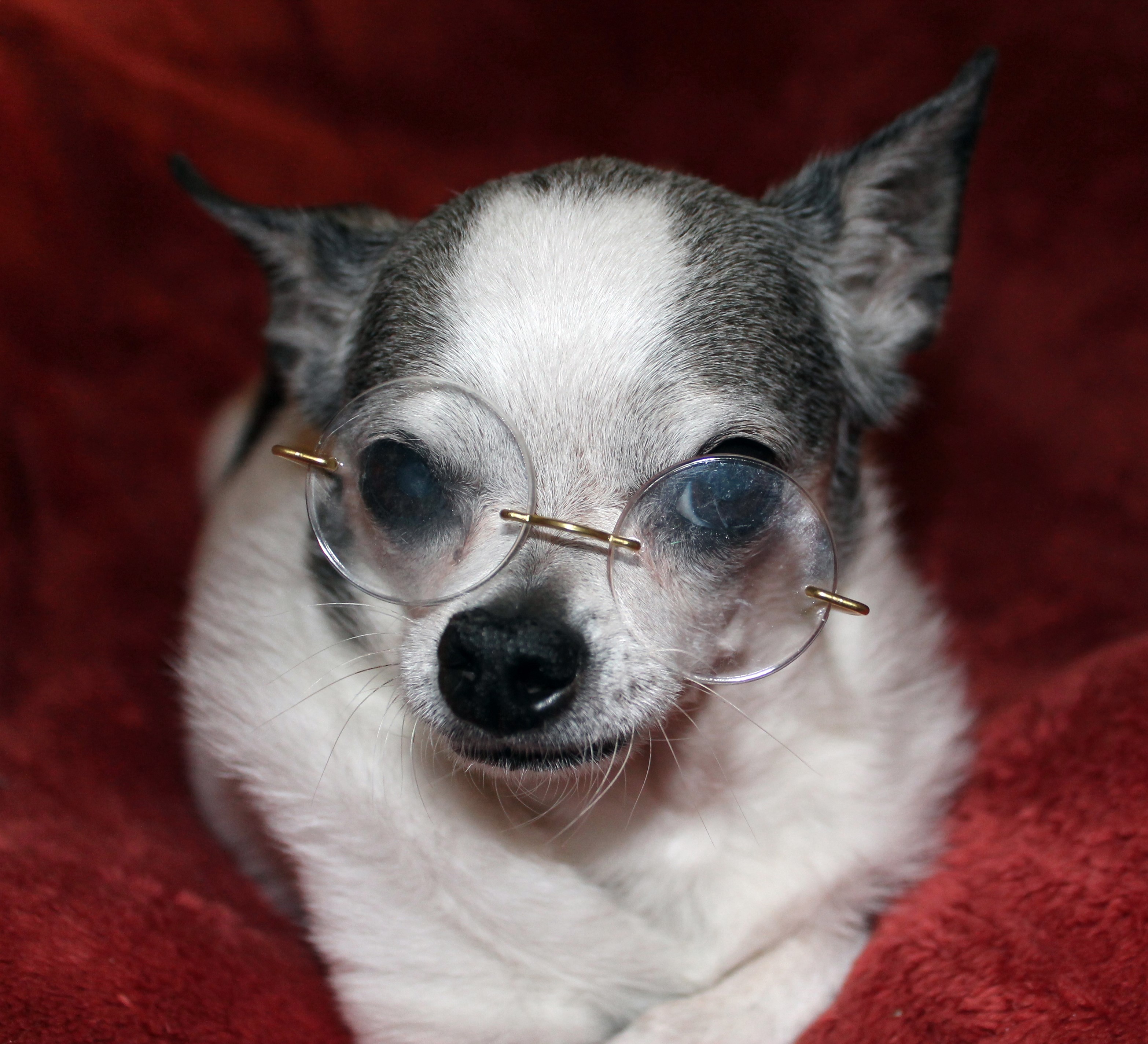 Resources Animal Eye Doctors