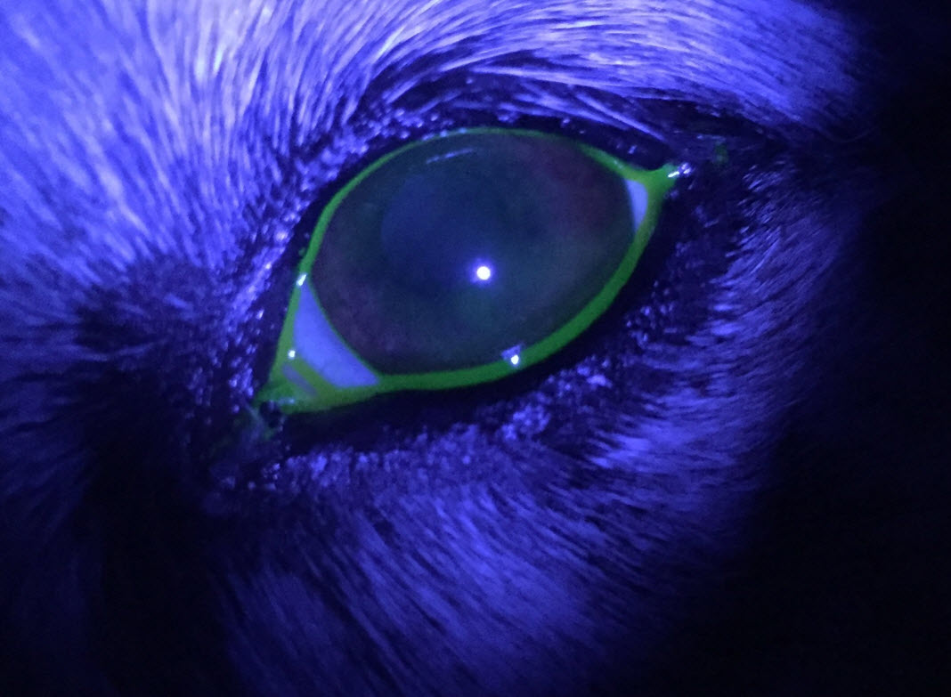 Animal Eye Specialty Clinic