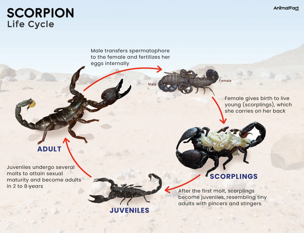 Scorpion Types, Size, Diet, Anatomy, Habitat, Life Cycle & Pictures