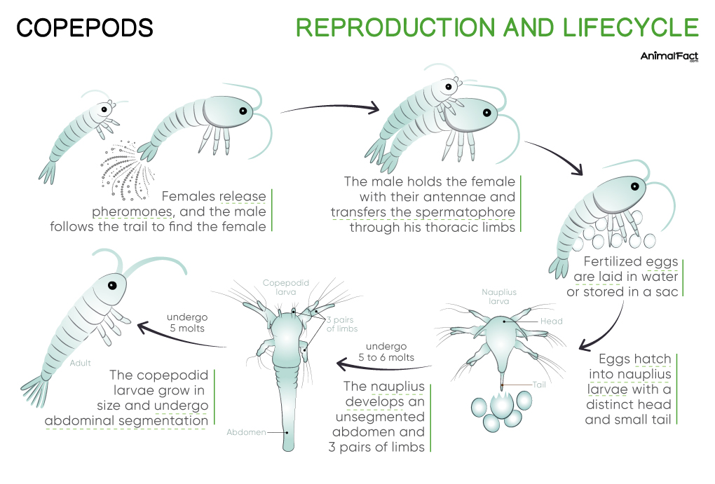 Copepods Types, Species, Size, Characteristics, Life Cycle, Images