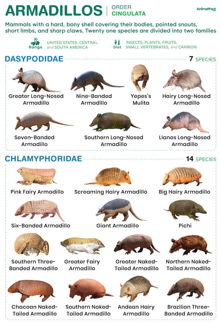 Armadillos Types Size Habitat Diet Lifespan Predators Images