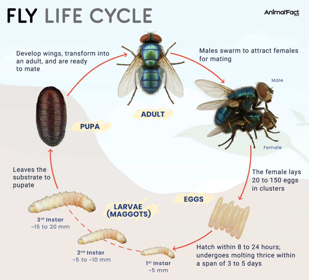 Fly Types, Anatomy, Lifespan, Life Cycle, Predators, & Pictures