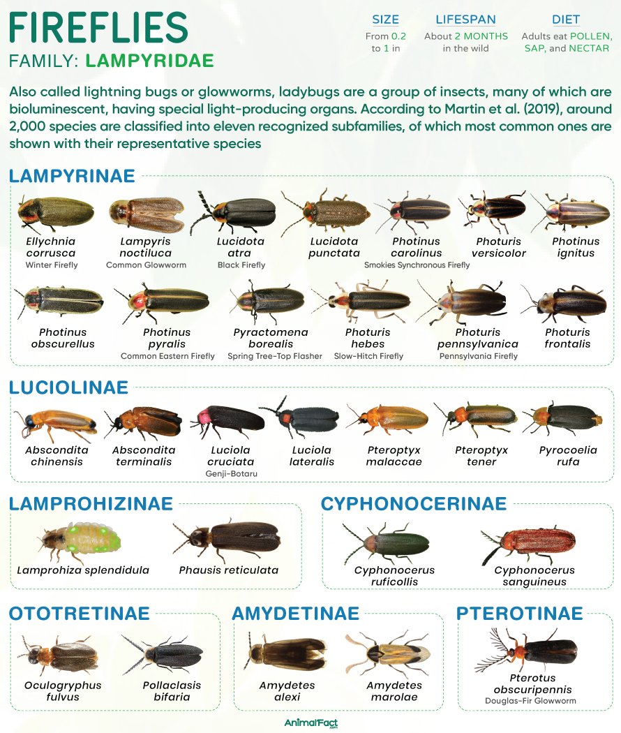 Firefly - Types, Size, Anatomy, Habitat, Diet, Lifespan, & Life Cycle