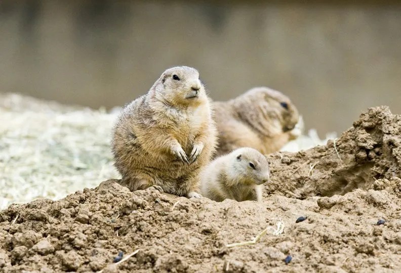 prairie dogs Archives Animal Fact Guide