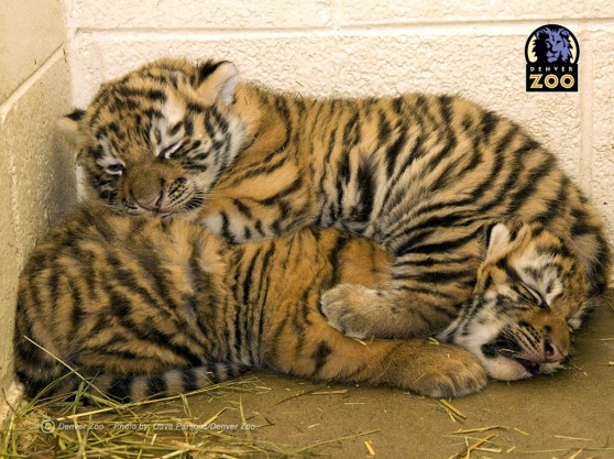 Amur Tiger Cubs at the Denver Zoo Animal Fact Guide