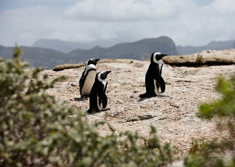African Penguin Facts Jackass Penguins