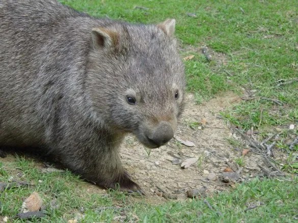 Common Wombat Facts | Course-haired Wombats | Australian Marsupials