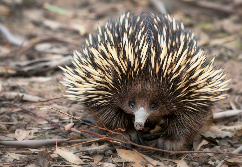 Shortbeaked Echidna Facts Australian Animals