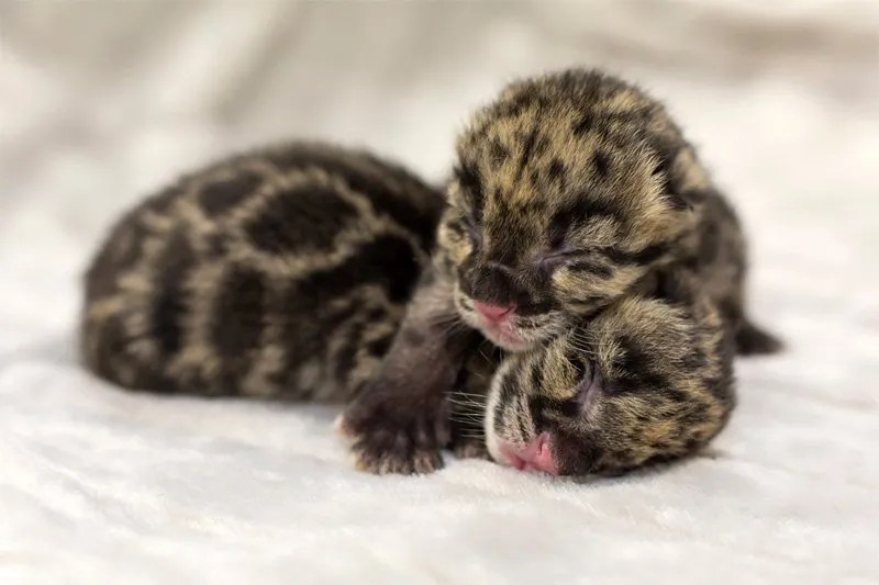 Baby Wild Cats at the Nashville Zoo Animal Fact Guide
