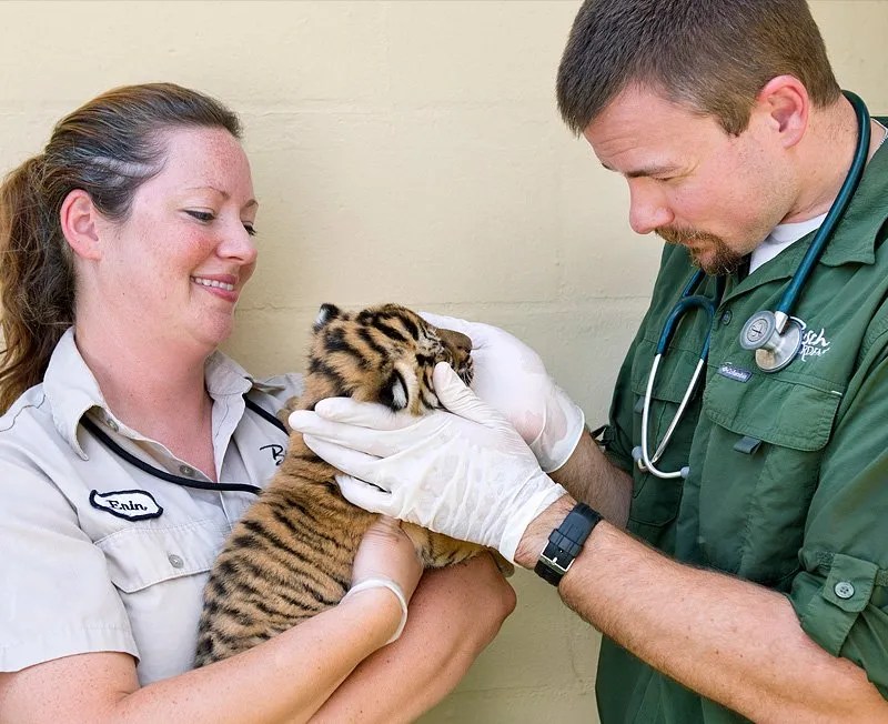 tigers Archives Animal Fact Guide
