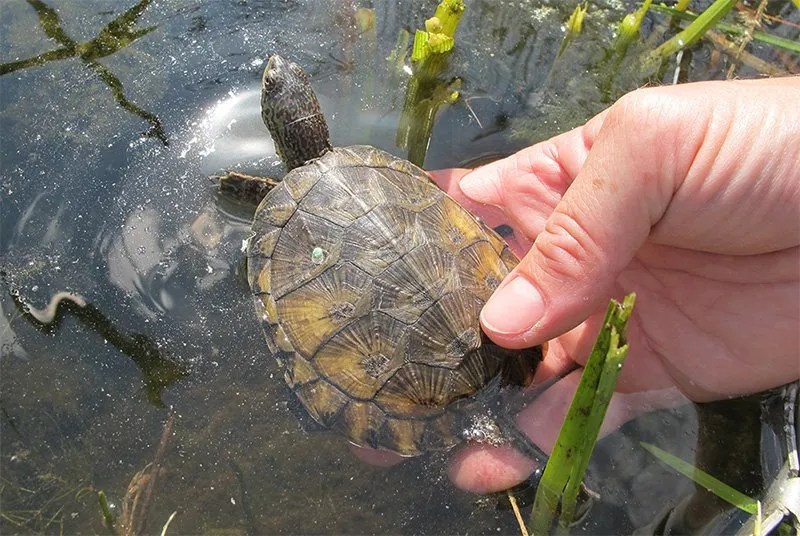 Endangered Pond Turtles Released to the Wild Animal Fact Guide