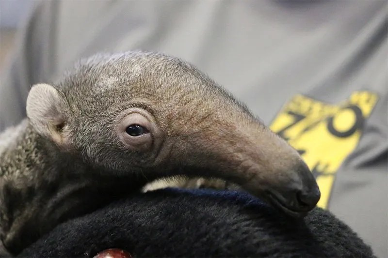 nashville zoo Archives Animal Fact Guide