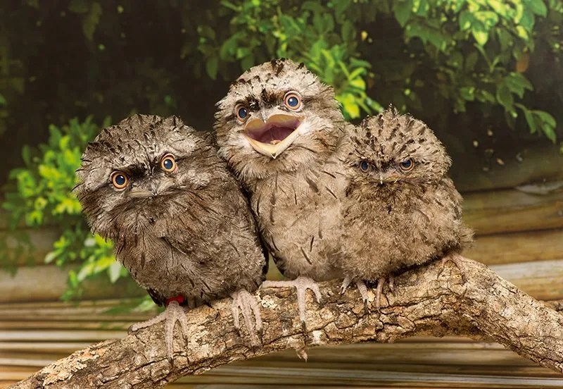 Tawny Frogmouth Chicks at SeaWorld Orlando Animal Fact Guide