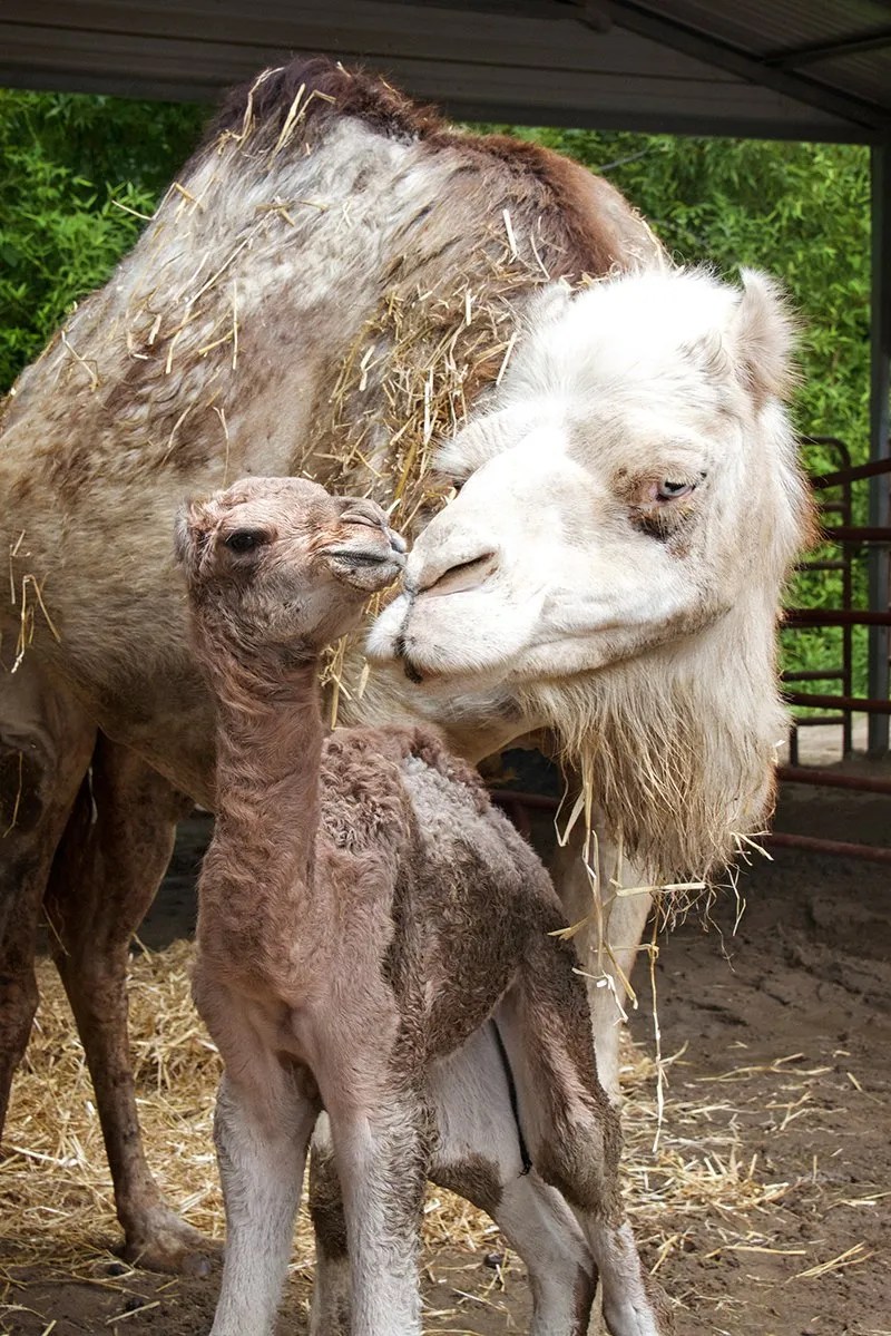 What Does A Baby Camel Called Male foals are called colts, and