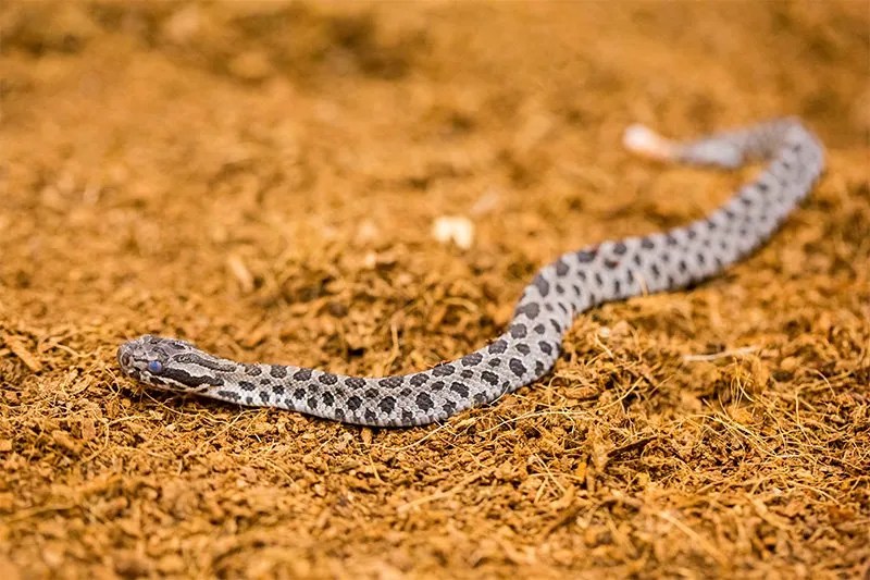 Baby Rattlesnakes at Chicago Zoo Animal Fact Guide