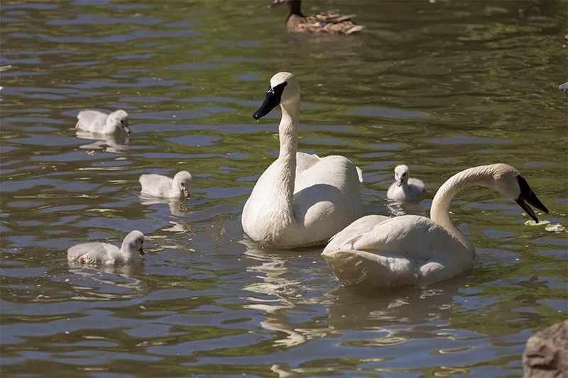 Trumpeter Swan Arrive at Lincoln Park Zoo