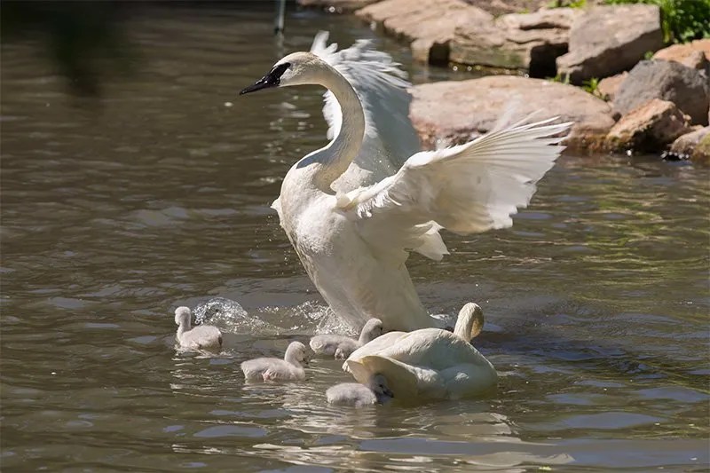 Trumpeter Swan Arrive at Lincoln Park Zoo
