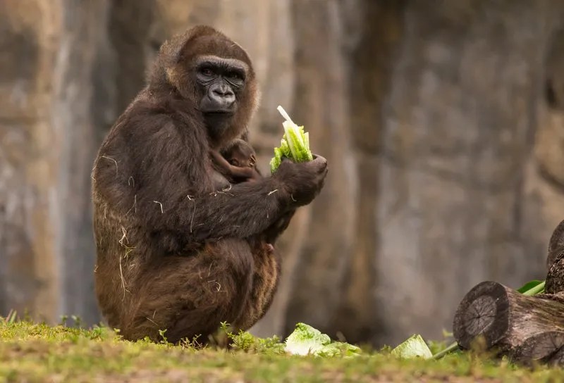 gorilla Archives Animal Fact Guide