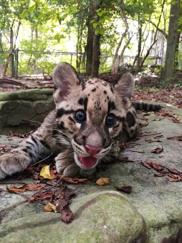 nashville zoo Archives Animal Fact Guide