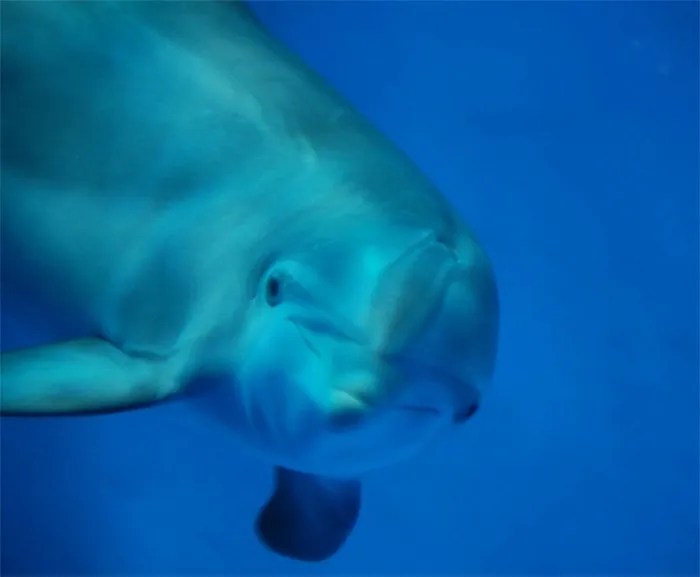 Bottlenose Dolphins Dolphin Facts National Dolphin Day 2017