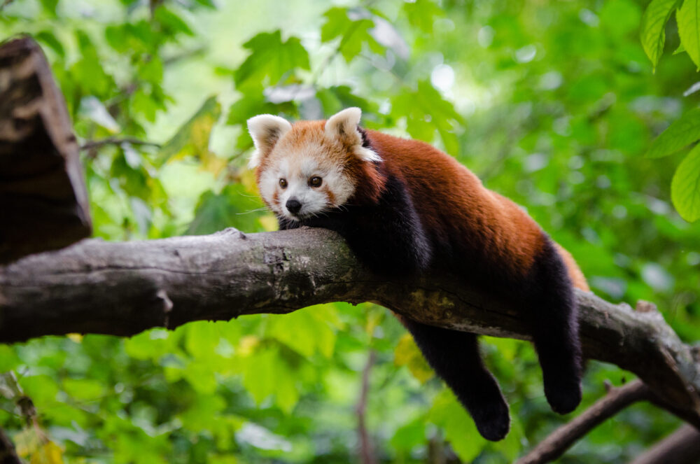 Red Panda Facts for Kids Red Pandas Cute Red Panda Photos