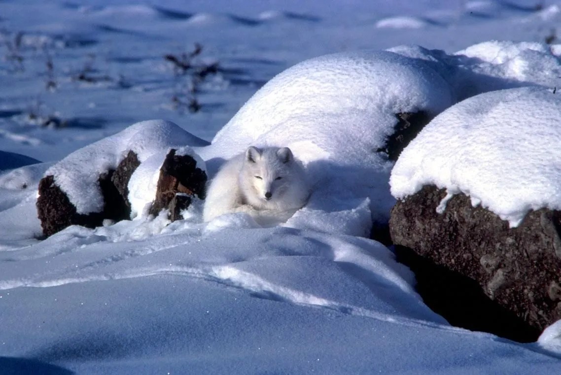 Arctic Fox Facts for Kids Polar Foxes Snow Fox Artic Animals