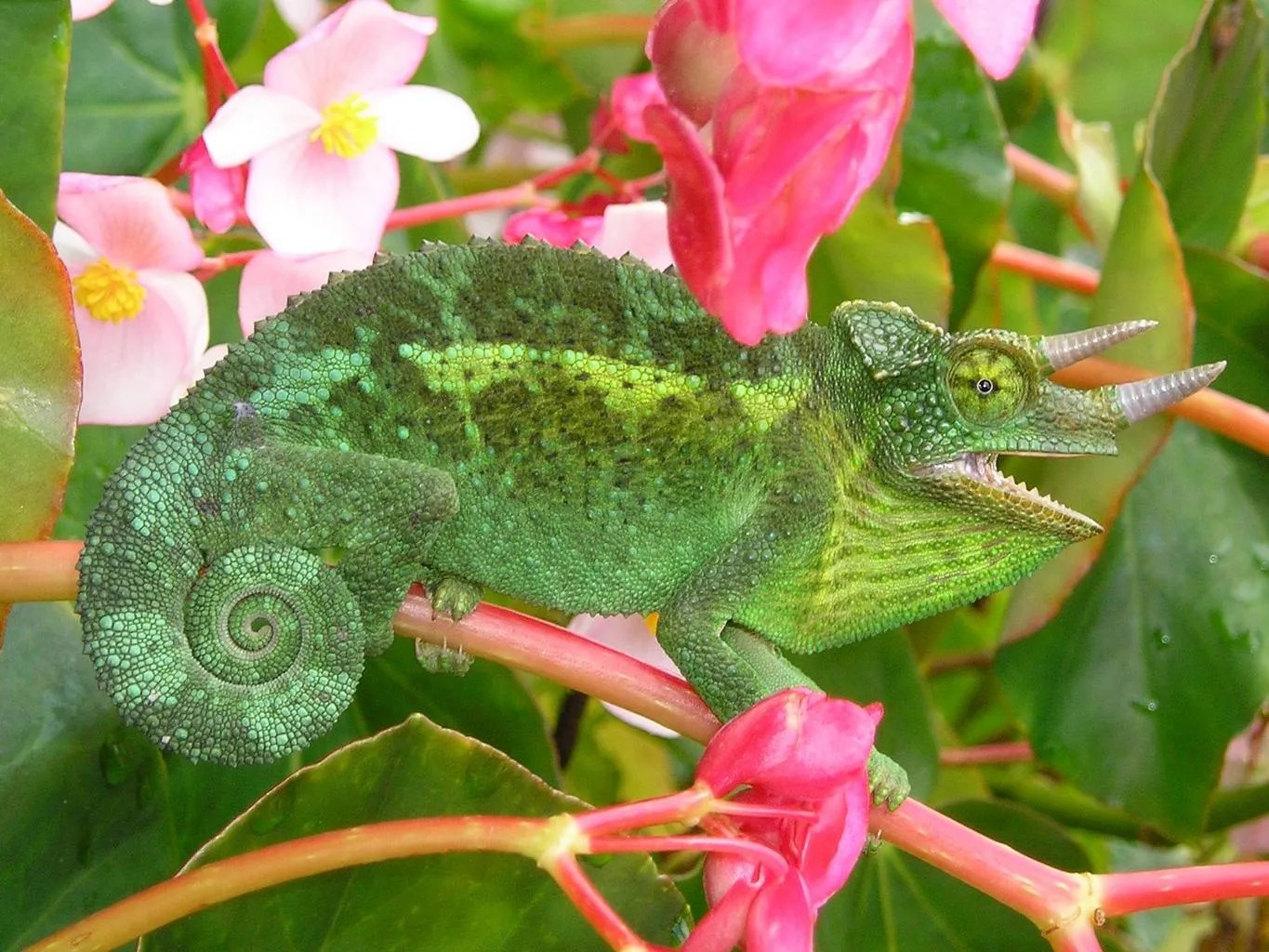 Chameleon Facts for Kids How Do Chameleons Change Color?