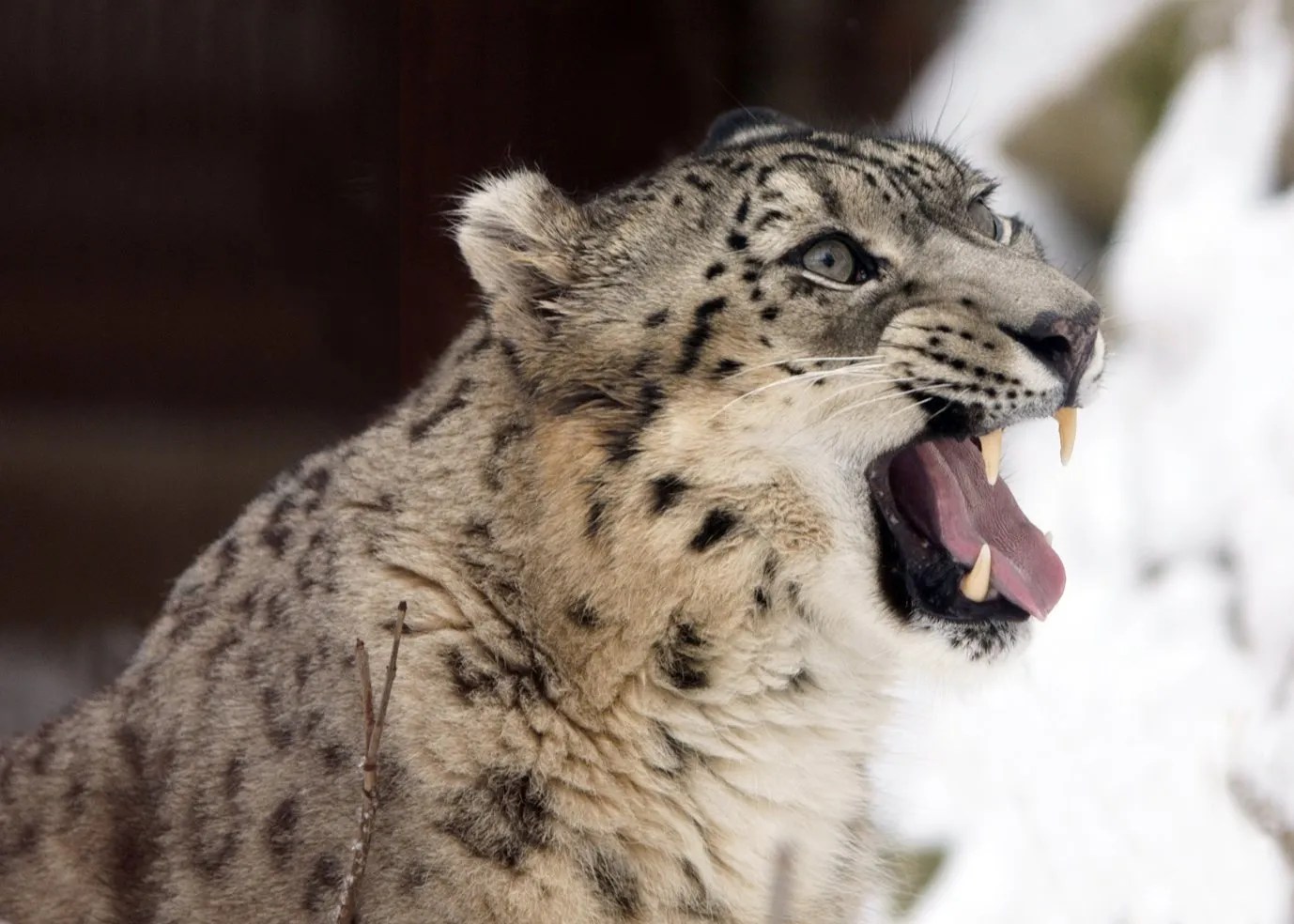 Snow Leopard Facts for Kids Ghost Cats Big Cat Facts