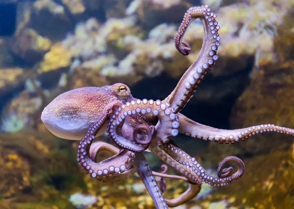 Octopus Facts for Kids Animal Fact Guide