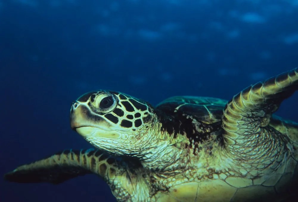Green Sea Turtle Facts for Kids Endangered Animals