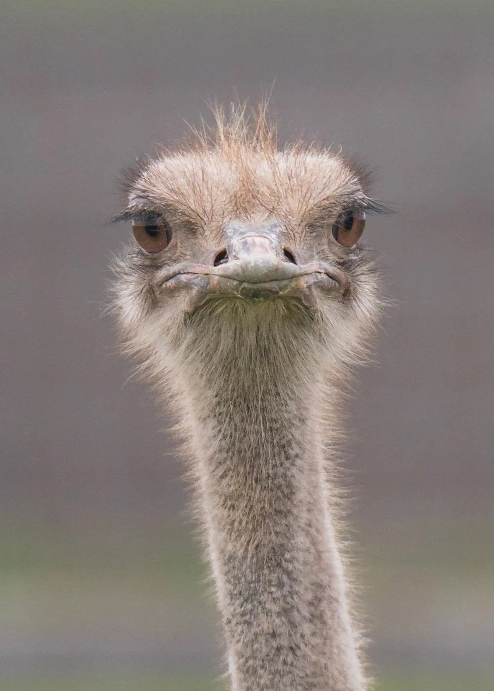 Ostrich Facts Ostriches African Animals