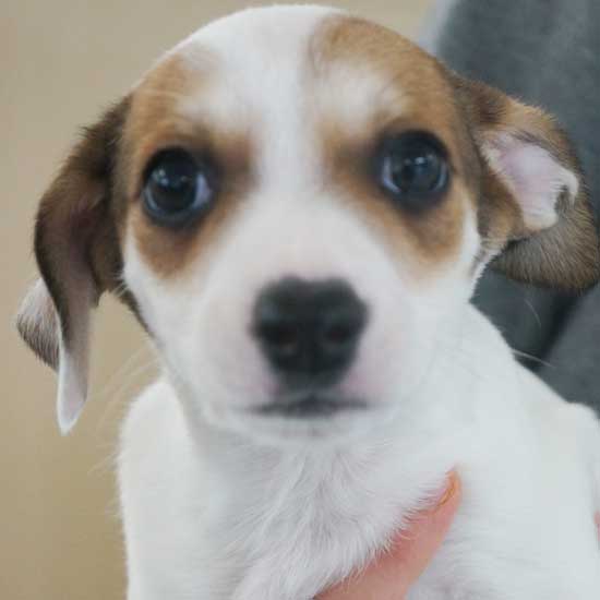 ADOPT ME! Jive With Chives At Home! Animal Fair