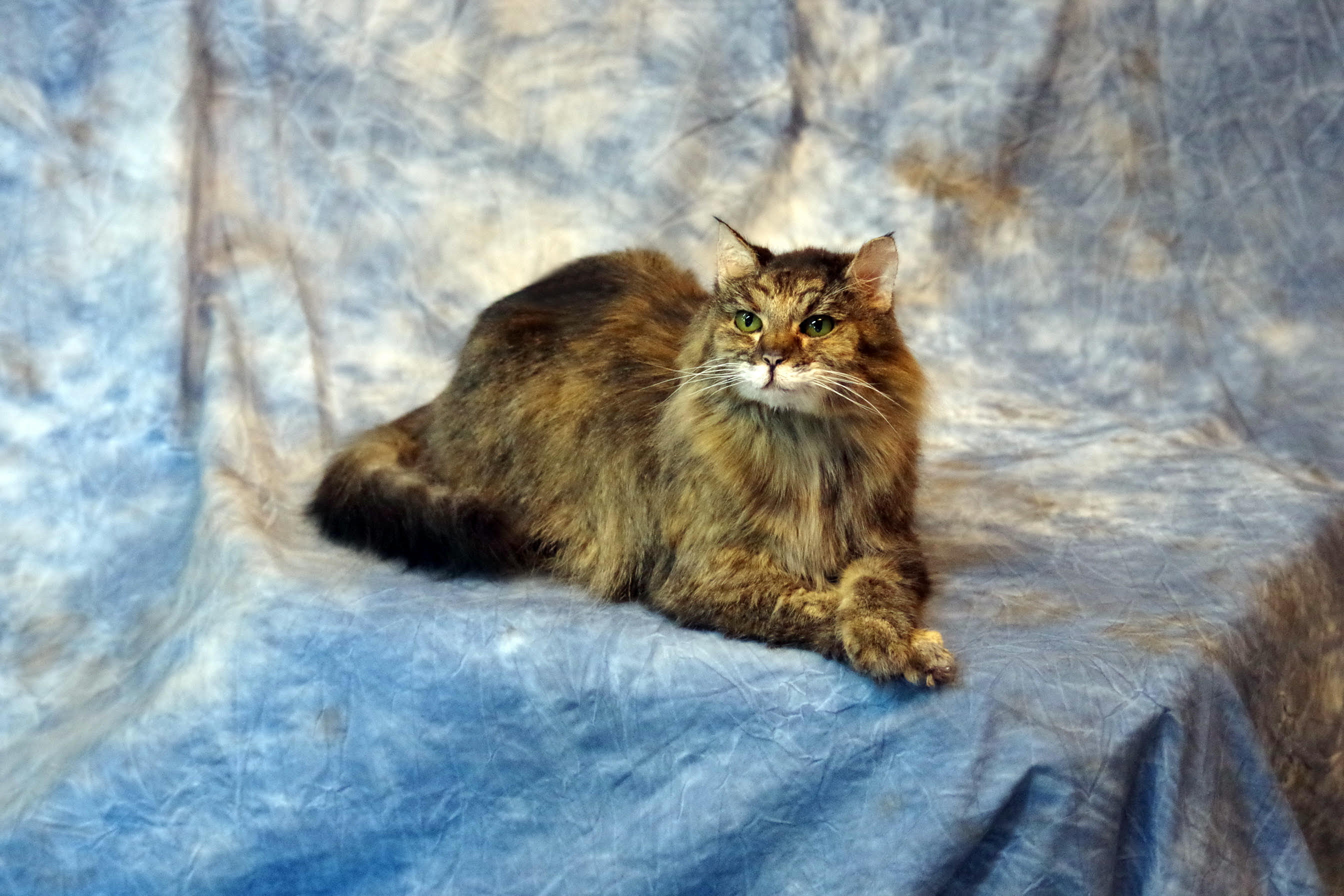 Cat Taxidermy Services Freeze Dried Cats