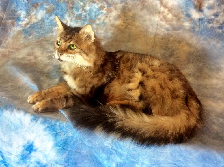 Cat Taxidermy Services Freeze Dried Cats