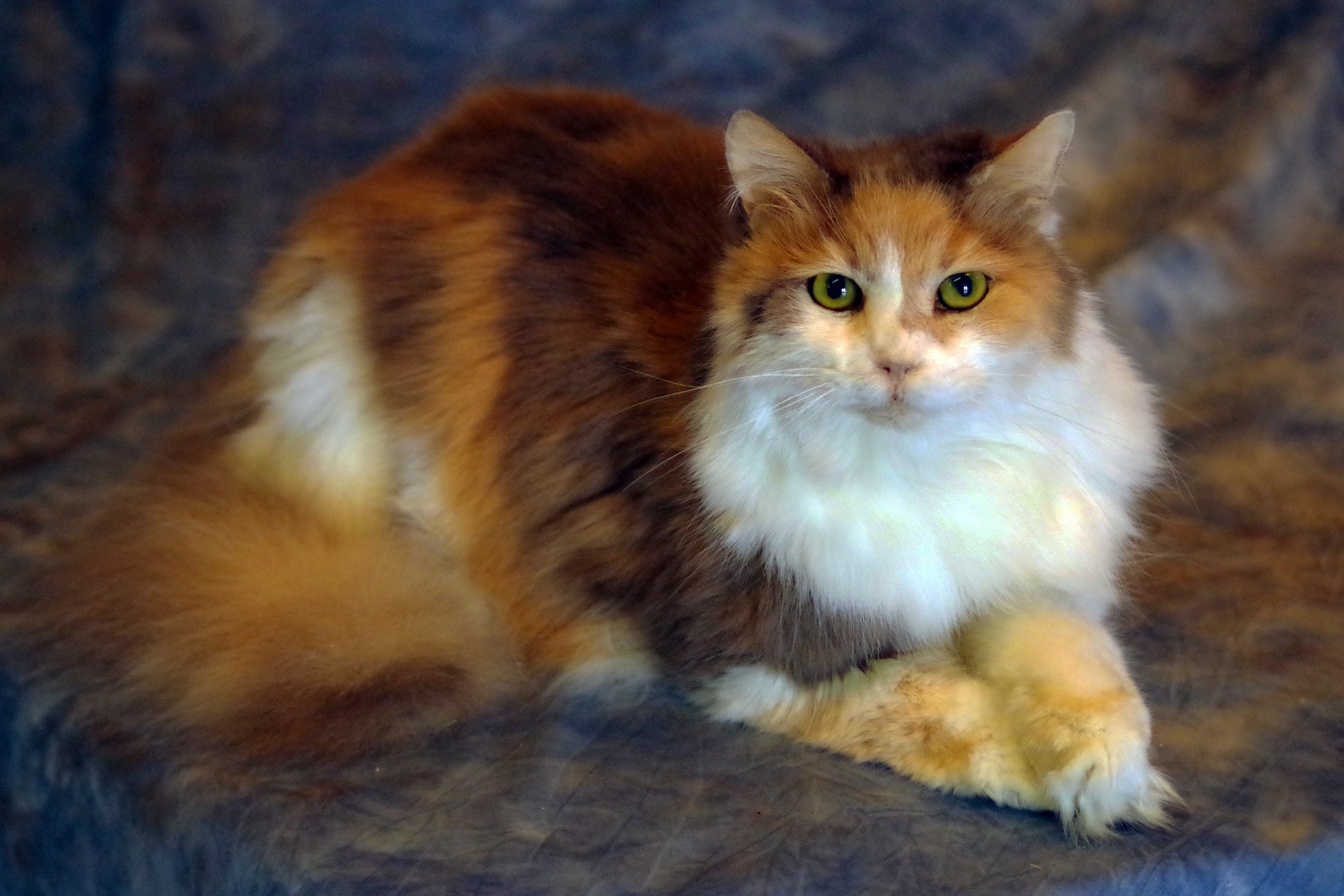 Cat Taxidermy Services Freeze Dried Cats