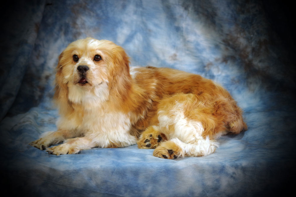 Pet Taxidermy in New York Animal Family Pet Preservation