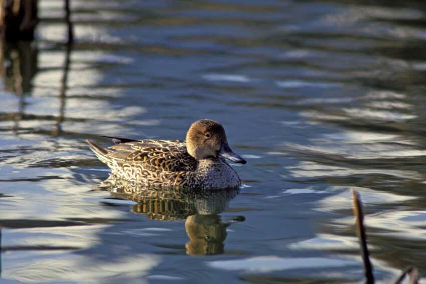How Much Does a Duck Cost