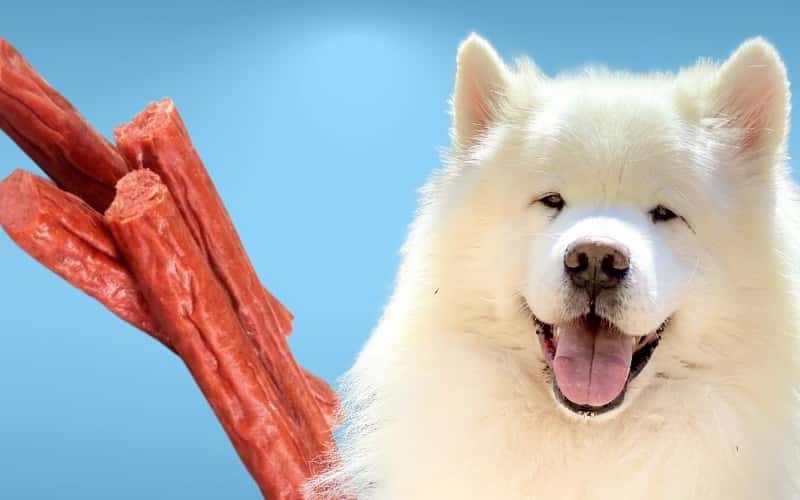 Can Dogs Eat Slim Jims? Is Slim Jims safe for Dogs? Animal Gator