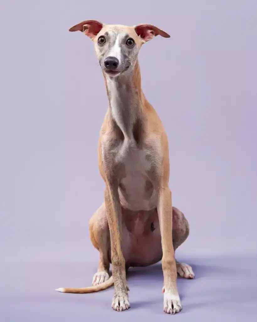 Whippet Dog Breed Description, Temperament, Lifespan, & Facts