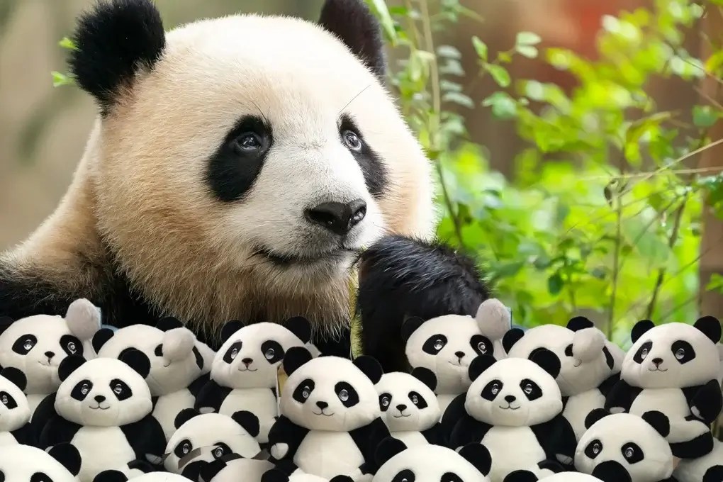Panda Names 300+ Adorable Options with Meanings