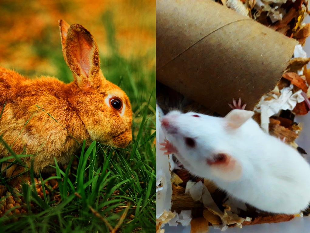 Dog Superpowers SMELL. Dog smell sense, a highly developed sense